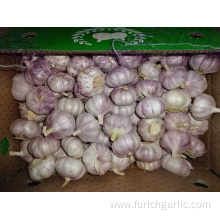 Normal White Garlic From Jinxiang For Export